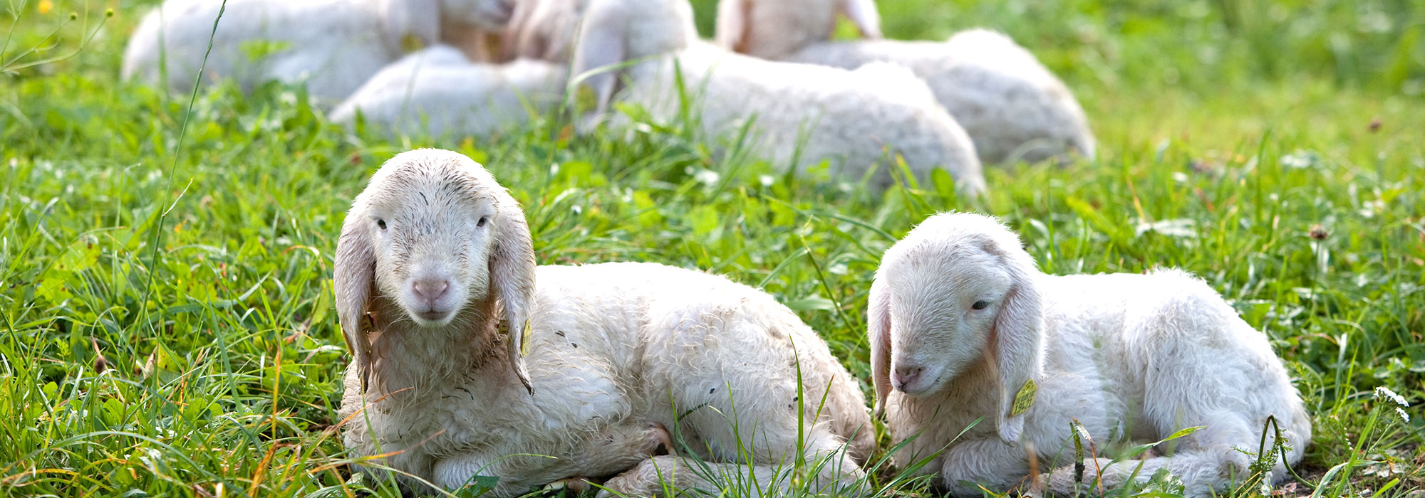 Pasture farming